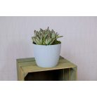 Lamela Virágtartó Kaspó Magnolia Jumper 22 cm 754