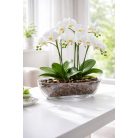 Orchidea Kaspó Luna 35 x 15 cm