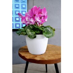 Lamela Magnolia Jumper Kaspo 14 cm