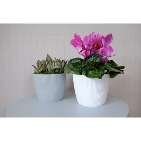 Lamela Magnolia Jumper Kaspo 14 cm