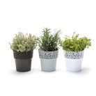 Virágkaspo Csipkeminta 13 Cm