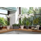 Virágkaspo Csipkeminta 13 Cm