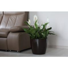 Cserépburkolat Magnolia 36 Cm