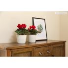 Cserép MANGOLIA JERSEY 16 CM