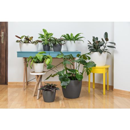 Cserép MANGOLIA JERSEY 16 CM